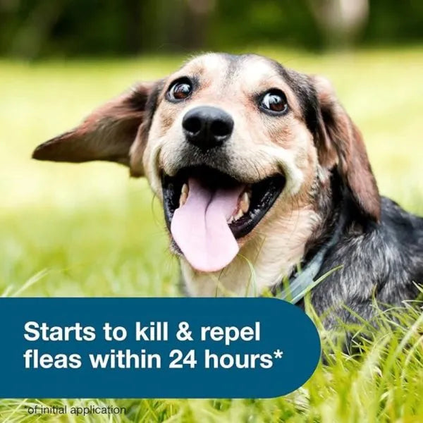 Flea & Tick Collar For Small Dogs